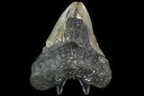 Bargain, Fossil Megalodon Tooth - North Carolina #91629-2